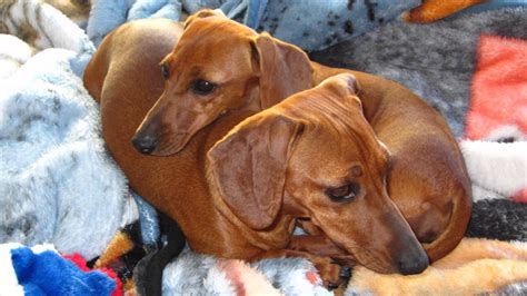 The standard sized dachshund was developed to scent, chase. This Is a Happy Story! Dachshund Puppy Dogs Rescued ...