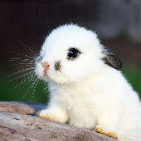 Pin By Luisa On Booplesnoots Cute Baby Bunnies Cute Baby Animals