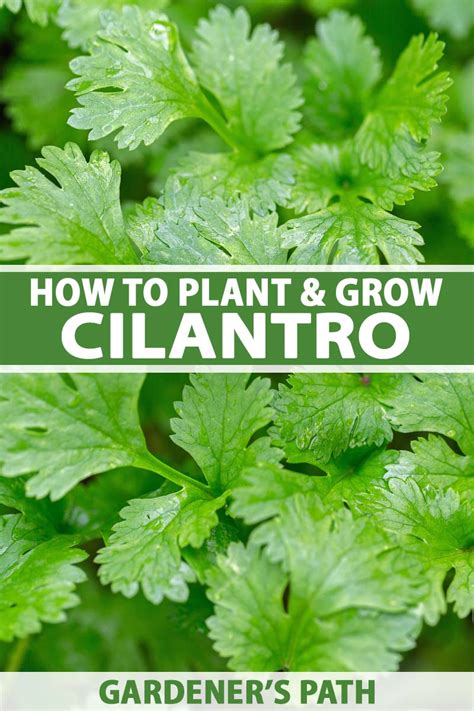 Learn How To Grow Cilantro And Coriander Gardeners Path In