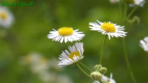 Relax Beautiful Flowers ~ Planet Earth Amazing Nature Scenery And Relax