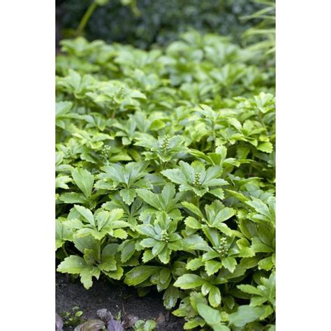 Pachysandra Terminalis Japanese Spurge Perfect For Ground Cover