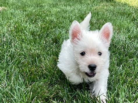 Puppies For Sale West Highland White Terrier Westie West Highland