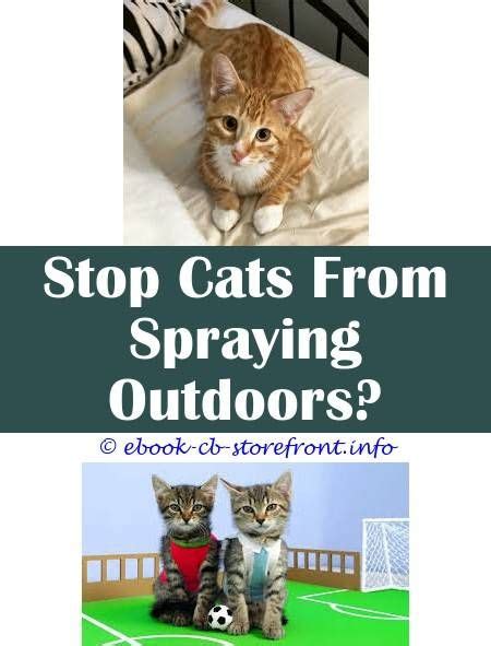 You only need a few drops of orange or lemon oil per quart of alcohol. 5 Smashing ideas: Citrus Cat Spray For Outdoor Fabric can ...