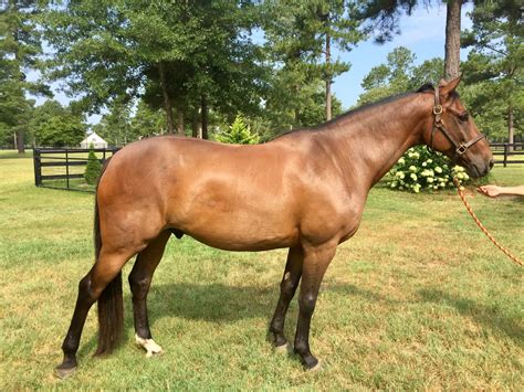 Seller List | Warmblood Sales