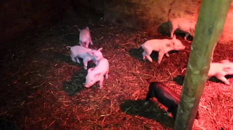 Momma Pig Sow And 12 Babies Piglets 2 Days Old Youtube