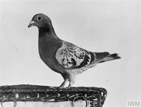 The Incredible Carrier Pigeons Of The First World War Imperial War