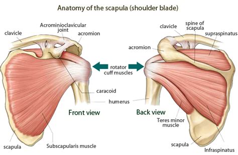 Shoulder Blade Anatomy Medisch