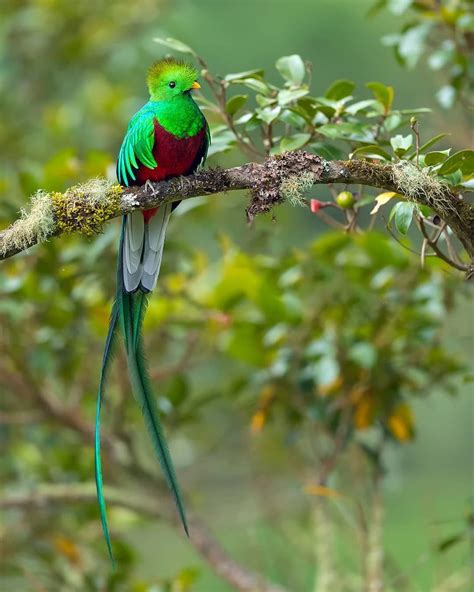 Resplendent Quetzal Quetzal Beautiful Birds Pretty Birds