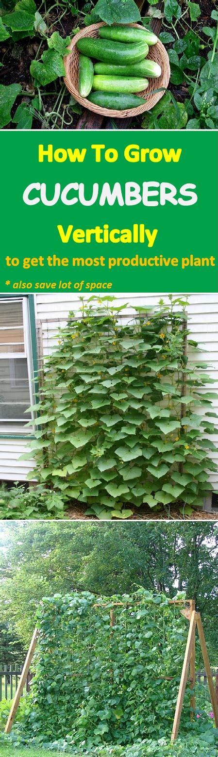 How to grow a small garden. Learn how to grow cucumbers vertically to get the most ...