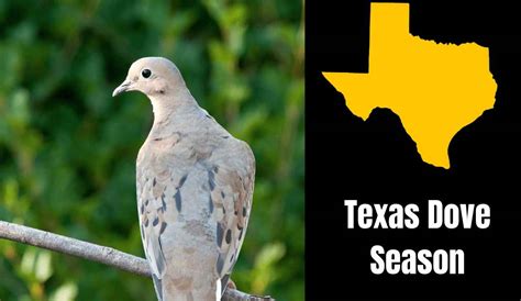 Dove Season Texas 2023 2024 New Dates Bags And Hunting Zones