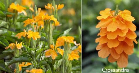 Crossandra Plant Care How To Grow The Firecracker Flower