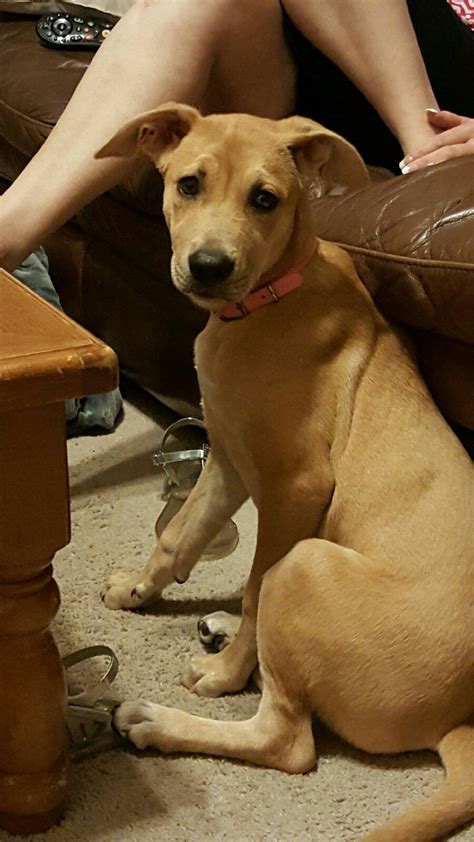 My Black Mouth Cur Lab Mix Shelby Belby Boudreaux Black Mouth Cur