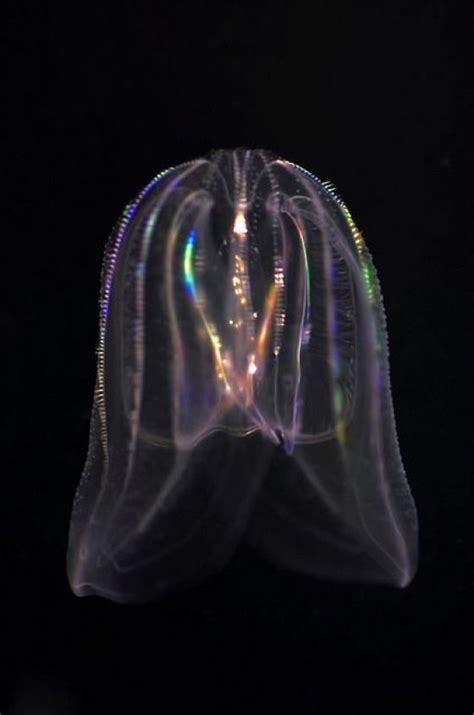 Bioluminescent Jellyfish It Lights Up And Goes Through The Entire