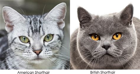 American Shorthair Breed Profile Cat World