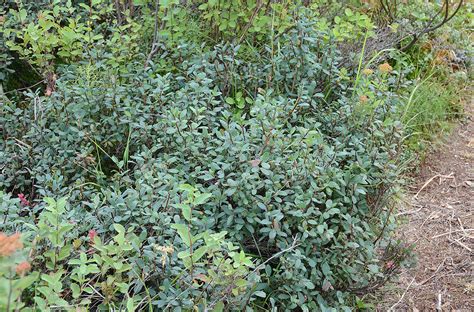 Vaccinium Uliginosum Landscape Plants Oregon State University