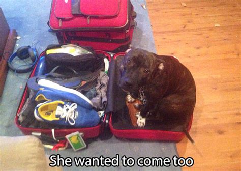 If Youve Ever Owned A Dog You Will Understand This Perfectly 41 Pics