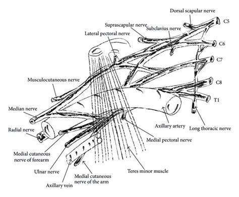 Relationships Of Brachial Plexus And Its Portions Of The Axillary My