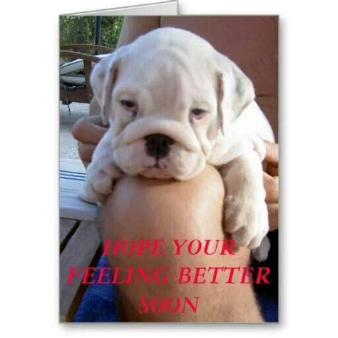 your feeling better soon puppy best