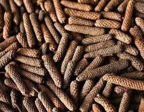 Health Benefits Of Pippali Or Long Pepper
