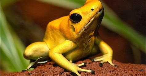 Golden Poison Dart Frog Amphibians World