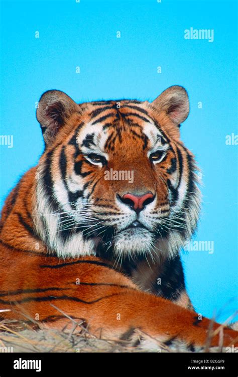 Bengaltiger Koenigstiger Portrait Panthera Tigris Tigris Bengal Tiger