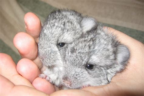 26 Chinchilla Pictures You Need To See Readers Digest