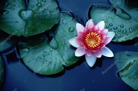 Lotus Plant Underwater