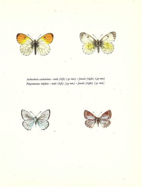 Butterfly Print Art Original 1965 Book Plate 132 Beautiful Etsy
