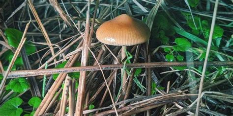 Psilocybe Azurescens Magic Mushroom Growkit