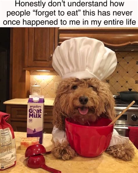 15 Funny Goldendoodle Memes To Make Your Day Page 4 Of 5