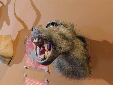 Baboons Head Taxidermy Museum Of Puc Minas Brazil Zoochat
