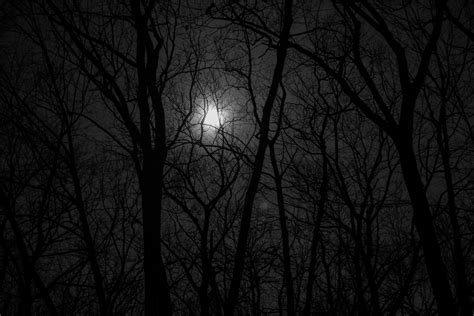 Free Stock Photo Of Forest Full Moon