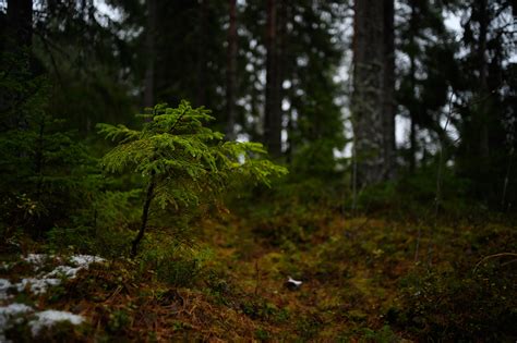 4k Kuusamo Finland Autumn Rivers Forests Trees Crag Hd
