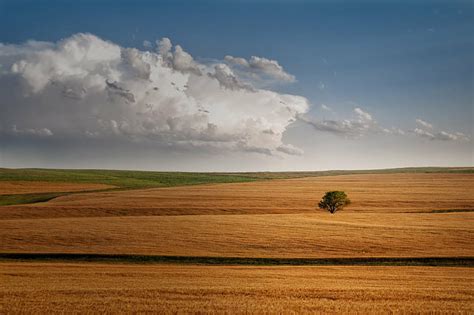 Hd Wallpaper Landscape Photography Of Tree And Grasses During Daytime
