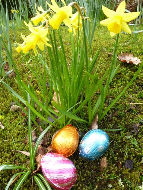 Foil Wrapped Easter Eggs Below A Daffodil Plant Creative Commons Stock