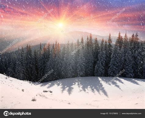 Forest After A Storm In The Carpathians — Stock Photo © Panaramkaukr