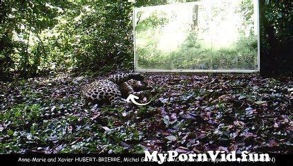 A Leopard S Nap Is More Disturbed By A Tsetse Fly Than By The Mirror
