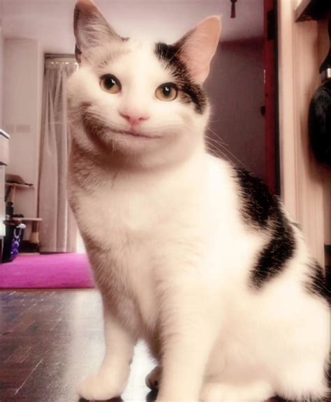 This Cute Kitty Has The Most Polite Smile Youve Ever Seen Cats On Catnip