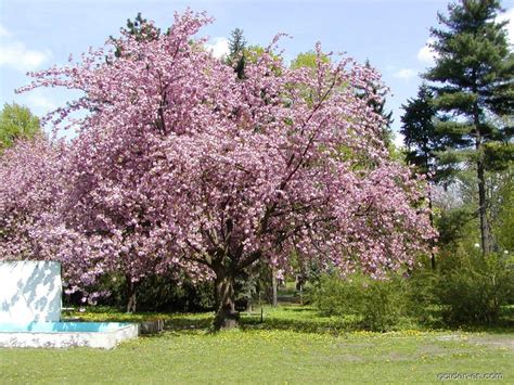 Japanese Cherry Prunus Serrulata Kanzan Garden