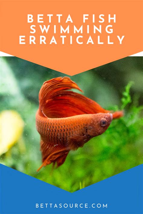 Is Your Betta Swimming Erratically Causes And Treatments