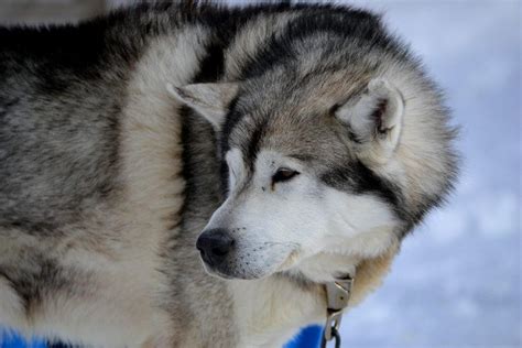 Siberian Husky Information Characteristics Pictures And Facts