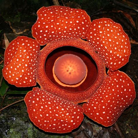 Terkeren 30 Sketsa Bunga Rafflesia Galeri Bunga Hd