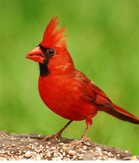 Cardinal State Birds Bird Ohio State Bird