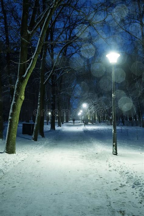 Night City Winter Park Under Snowfall With Trees Covered With Frost And