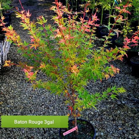 Baton Rouge Dwarf Coral Bark Maple For Sale At Garden Design Nursery