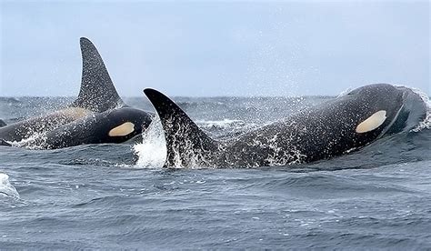 Climate Change Opens Up New Prey For Alaskas Orcas Polarjournal