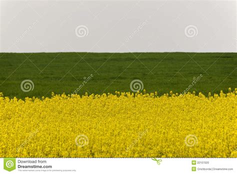 Field Of Yellow Rapeseed Flowers And Green Crop Stock Photo Image Of