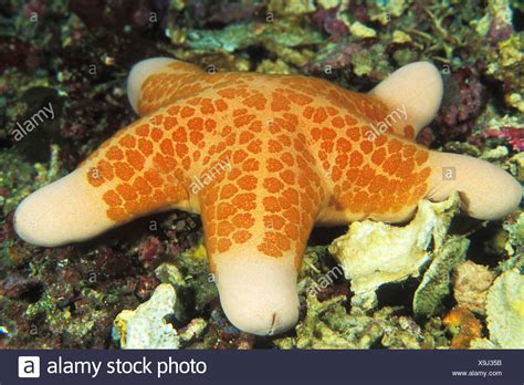 Granulated Sea Star High Resolution Stock Photography And Images Alamy