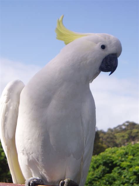Free Images Bird Wing Beak Tropical Fauna Vertebrate Parrot