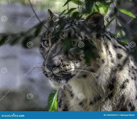 Snow Leopard Face Stock Photo Image Of Detail Animal 104945474